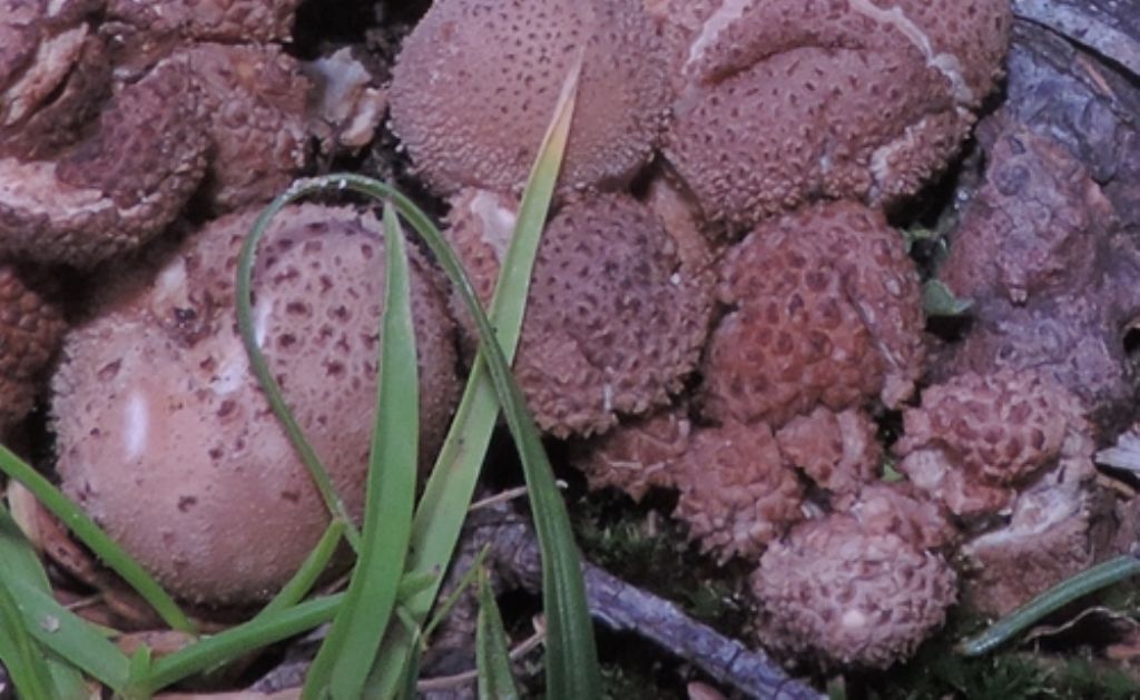 Piccolo lycoperdon